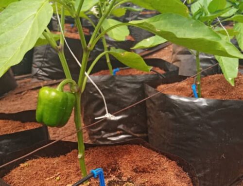 Why Africans Should Embrace New Technology in Agriculture
