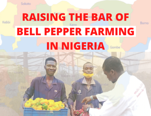RAISING THE BAR OF BELL PEPPER FARMING IN NIGERIA