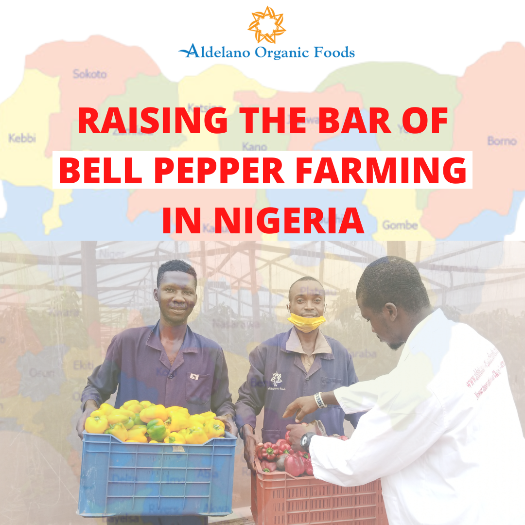 Bell Pepper Farming in Nigeria